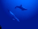 Dolfins off Mahe Island